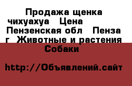 Продажа щенка чихуахуа › Цена ­ 15 000 - Пензенская обл., Пенза г. Животные и растения » Собаки   